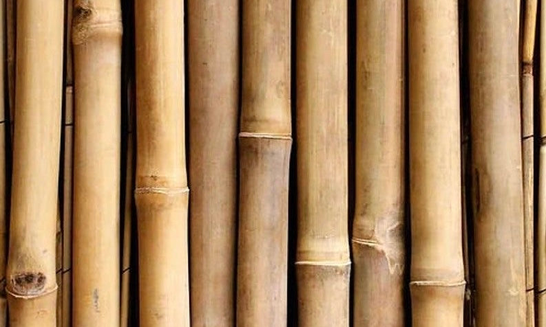 Why Bamboo?