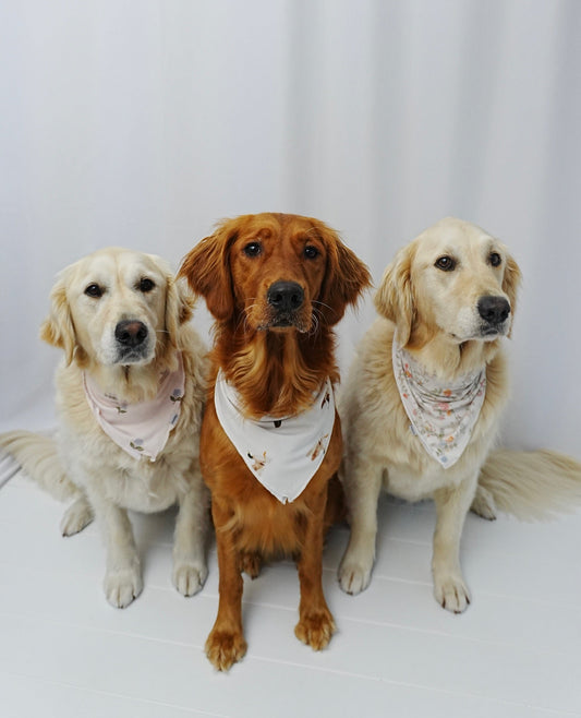 Why I Love Our Matching Dog Bandanas (and Why Your Pup Deserves to Twin, Too)