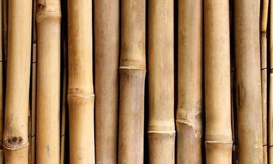 Why Bamboo?