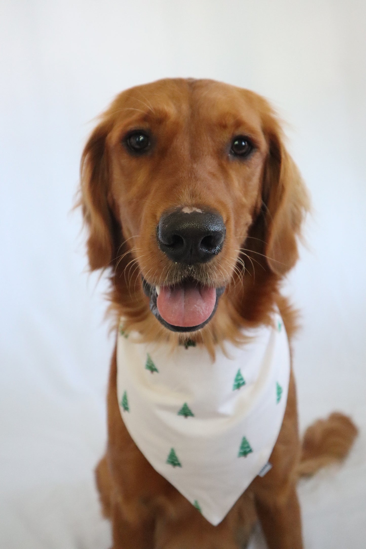 Dog Bandana - Tiny Timber