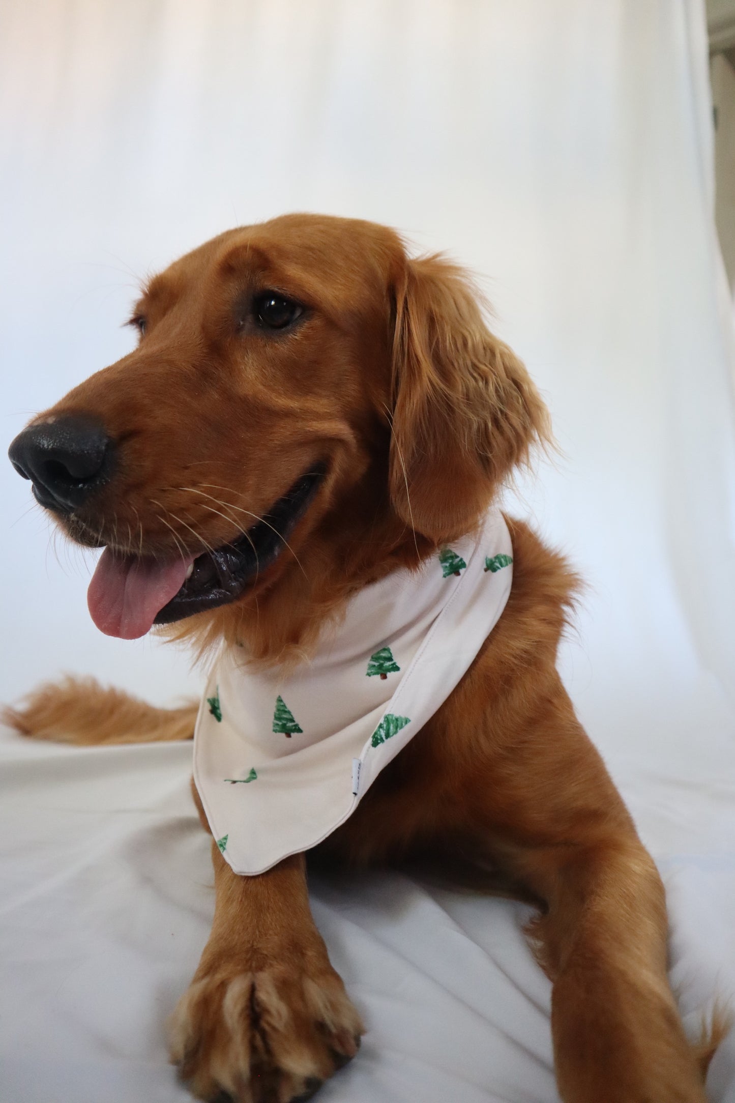 Dog Bandana - Tiny Timber