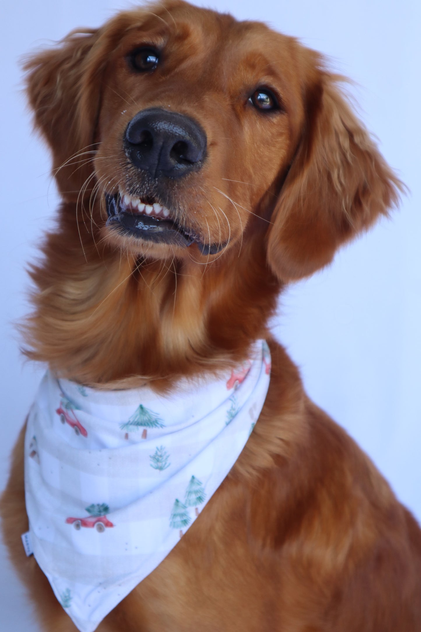 Dog Bandana - Merry Motors