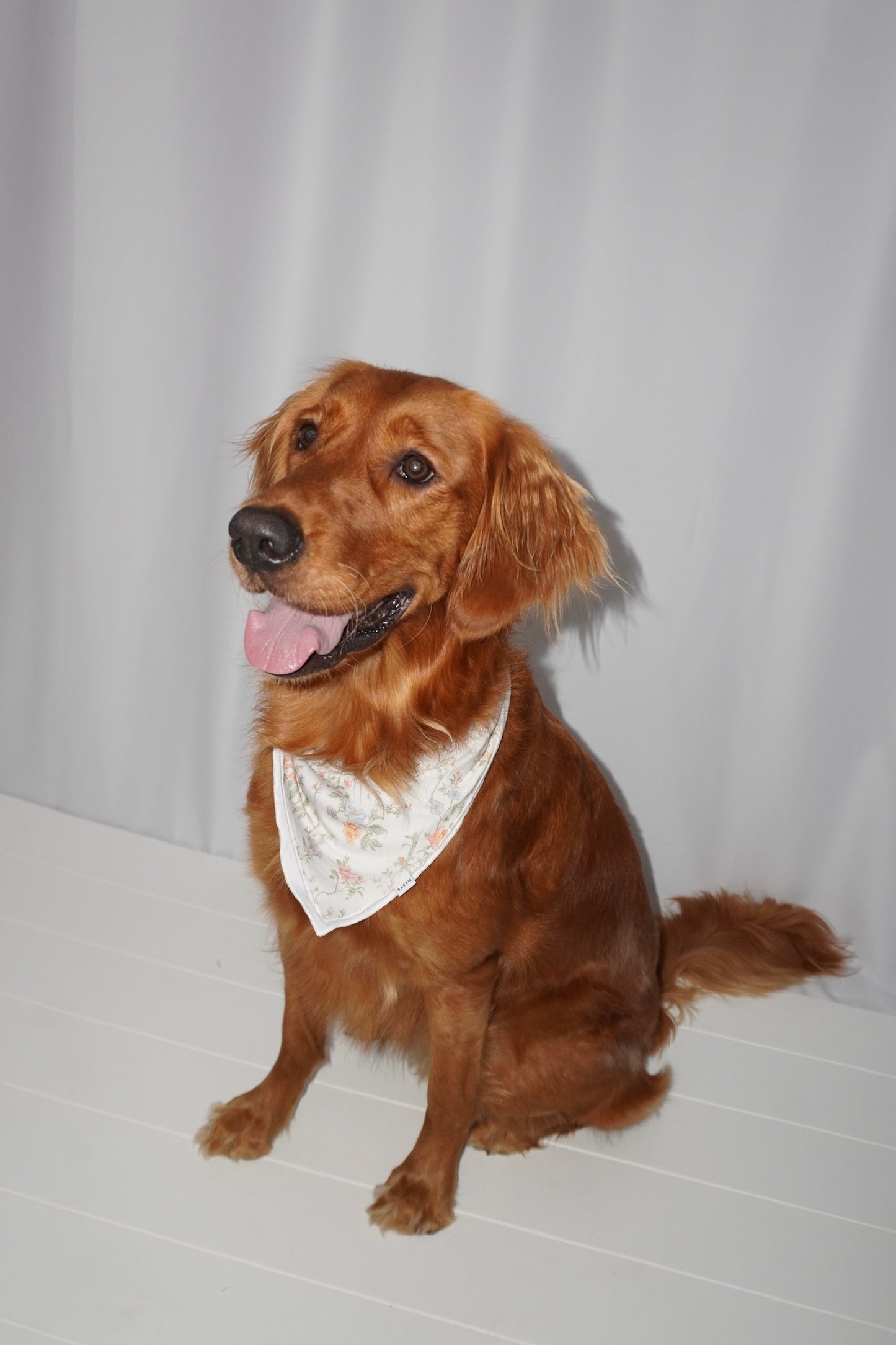 Dog Bandanas - Ellery’s Enchantment