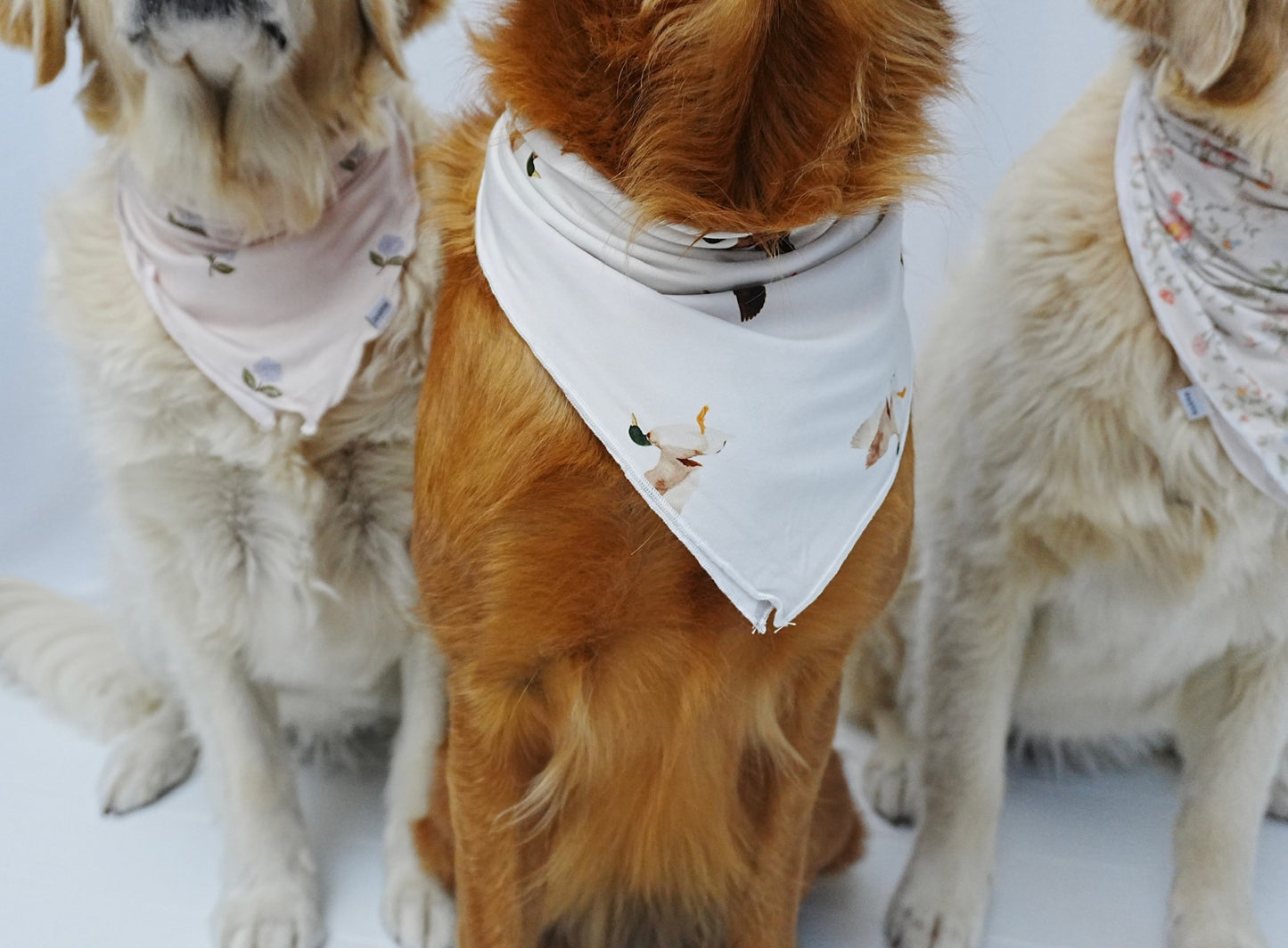Dog Bandana - Milk & Mallards